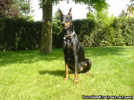 Dobermann Hunde Foto 12067 Dobermann Qui Vive