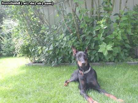 Dobermann Hunde Foto 12467 Dobermann Qui Vive