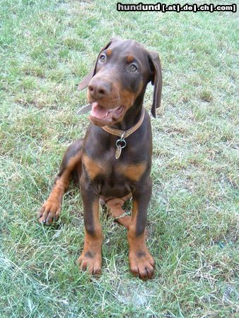 Dobermann Hunde Foto 6046 Dobermann