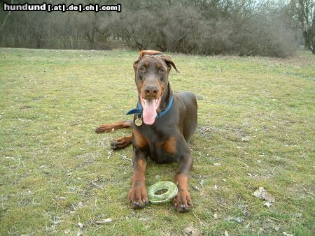 Dobermann Hunde Foto 11100 Dobermann Armand
