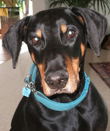 Dobermann Hunde Foto 31140 in höherer Auflösung ansehen Dobermann Unser