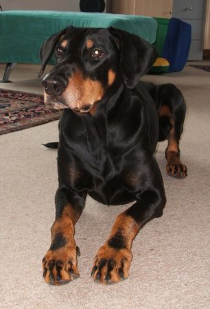 Dobermann Hunde Foto 31141 in höherer Auflösung ansehen Dobermann Mozart - Sprungbereit wie eh und je!