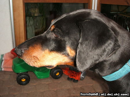 Dobermann Hunde Foto 25148 in höherer Auflösung ansehen Dobermann Nomou äs Föteli vom Senioredobi Mozart
