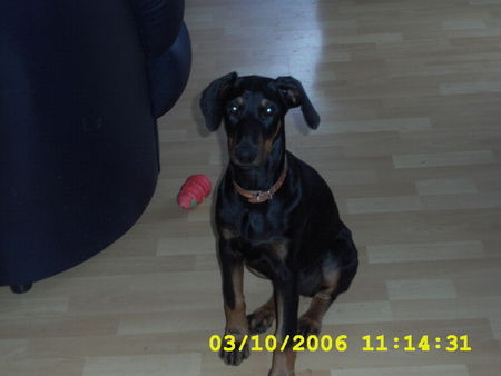 Dobermann Hunde Foto 36470 in höherer Auflösung ansehen Dobermann Banja