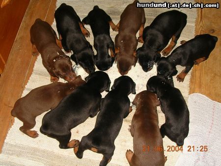 Dobermann Hunde Foto 16321 in höherer Auflösung ansehen Dobermann Raubtierfütterung