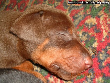 Dobermann Hunde Foto 16322 in höherer Auflösung ansehen Dobermann Jason mit ca 3Wochen