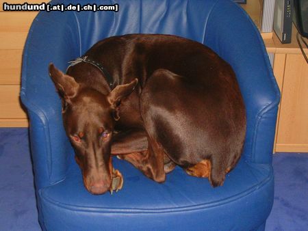 Dobermann Hunde Foto 15253 in höherer Auflösung ansehen Dobermann ILENA auf ihrem