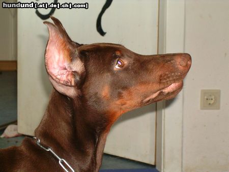 Dobermann Hunde Foto 15252 in höherer Auflösung ansehen Dobermann JASON vom grünen Tann mit 3 Monaten