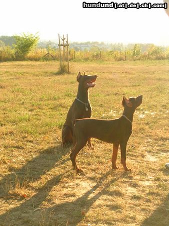 Dobermann Hunde Foto 15317 in höherer Auflösung ansehen Dobermann ILENA und Jason