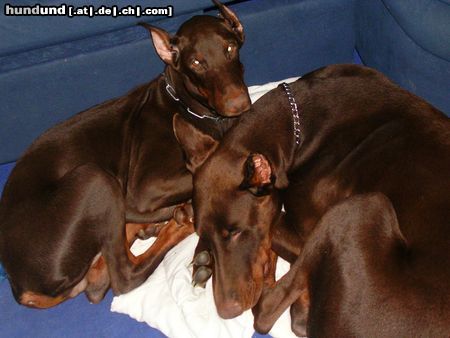 Dobermann Hunde Foto 15318 in höherer Auflösung ansehen Dobermann Ilena und Jason beim kuscheln