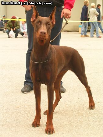 Dobermann Hunde Foto 15251 in höherer Auflösung ansehen Dobermann ILENA vom grünen Tann mit 9Monaten