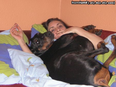 Dobermann Hunde Foto 21666 in höherer Auflösung ansehen Dobermann Leider bin ich etwas dick geraten((17Jahre))