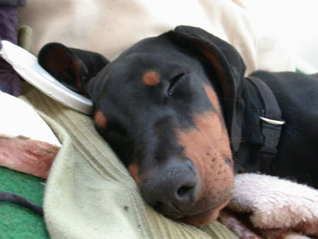 Dobermann Hunde Foto 27540 in höherer Auflösung ansehen Dobermann Carlito, my best!
