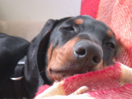 Dobermann Carlito, my best!