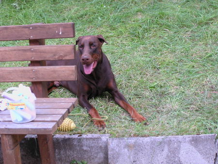 Dobermann Hunde Foto 42698 in höherer Auflösung ansehen Dobermann