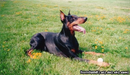 Dobermann Hunde Foto 6903 Dobermann Mein bester Freund Dak