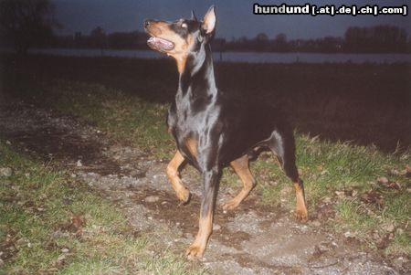 Dobermann Hunde Foto 6908 Dobermann