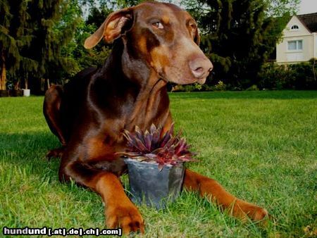 Dobermann Hunde Foto 11973 Dobermann Der Sempswächter