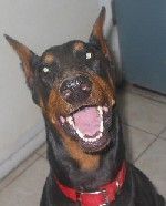 Dobermann Hunde Foto 36908 Dobermann Adoptierte Dobermann Dame 'Farrah' lernte zu lachen...
