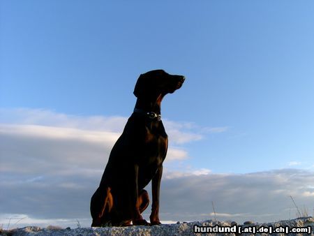 Dobermann Hunde Foto 23085 in höherer Auflösung ansehen Dobermann einfach schön