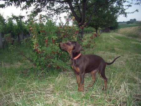Dobermann Hunde Foto 29447 Dobermann meine süße Caramel of falling angels mit 4 Monaten