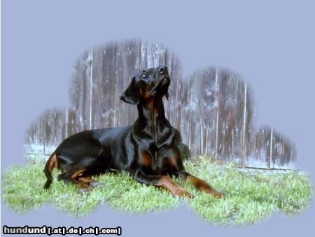 Dobermann Hunde Foto 12476 Dobermann Sammy auf Wolke 001
