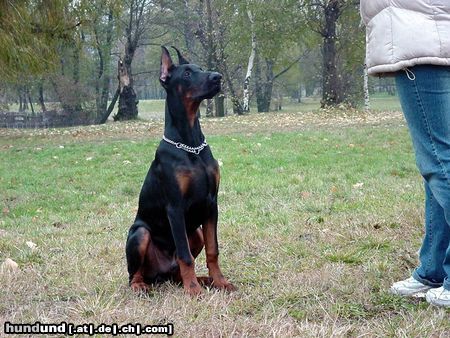 Dobermann Hunde Foto 9811 Dobermann Dimen Daker 5 monate