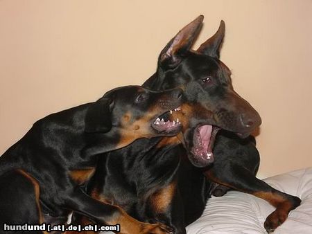 Dobermann Hunde Foto 9814 Dobermann Dimen Daker 6 monate & Oktawia z Padoku 2.5 monate