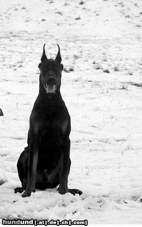 Dobermann Hunde Foto 9815 Dobermann Dimen Daker 6 monate