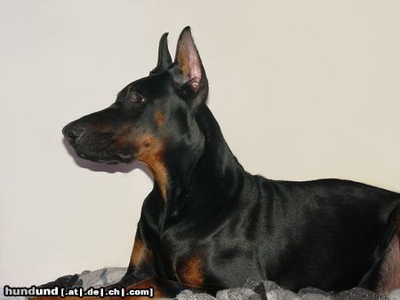 Dobermann Hunde Foto 9810 Dobermann Dimen Daker 8 monate