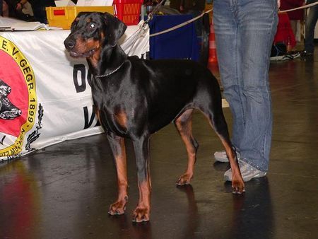 Dobermann