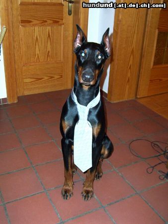 Dobermann Hunde Foto 9784 Dobermann Ich bin nicht eingebildet! *gg*