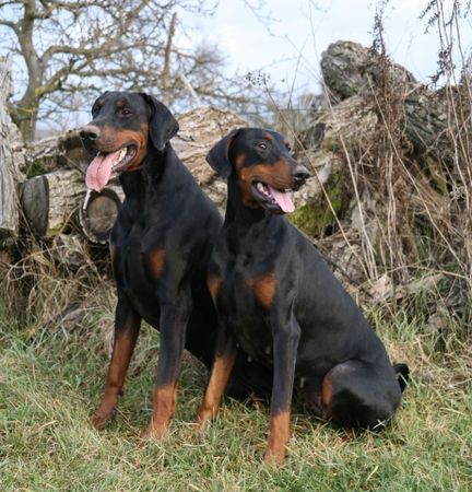 Dobermann Hunde Foto 39611 Dobermann ...immer dieses stillsitzen....