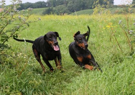 Dobermann Hunde Foto 39612 Dobermann ...ab geht die Post....