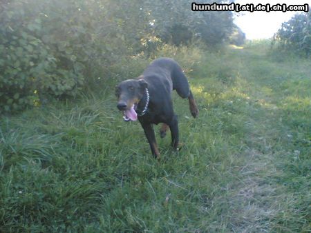 Dobermann Hunde Foto 14649 Dobermann zak aus kroatien