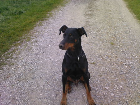 Dobermann Hunde Foto 38854 in höherer Auflösung ansehen Dobermann Zeus