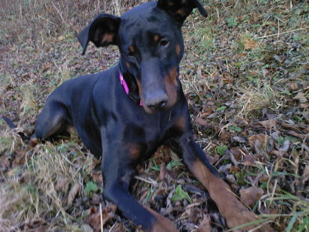 Dobermann Hunde Foto 38853 in höherer Auflösung ansehen Dobermann Zeus