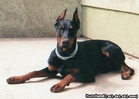 Dobermann Hunde Foto 8994 Dobermann Aaron 8 Monate alt