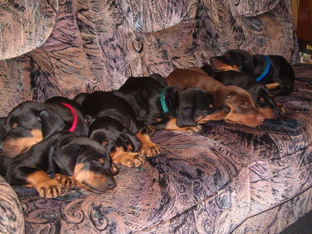 Dobermann Hunde Foto 27851 Dobermann Fotoshooting!!!!!....ach wie anstrengend!!!!!