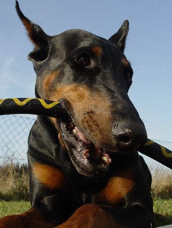 Dobermann Hunde Foto 41084 Dobermann Kampf mit der wehrhaften