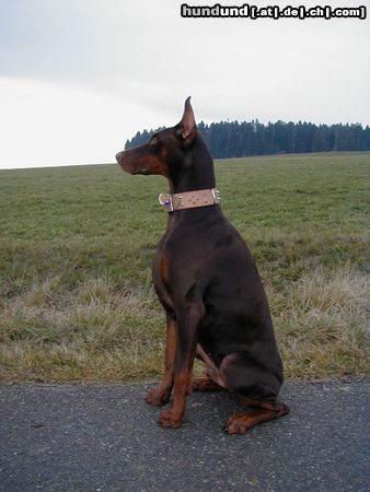 Dobermann Hunde Foto 17239 in höherer Auflösung ansehen Dobermann mein Schatz