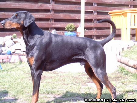 Dobermann Hunde Foto 11417 Dobermann Graf Jivago von der Sassenburg