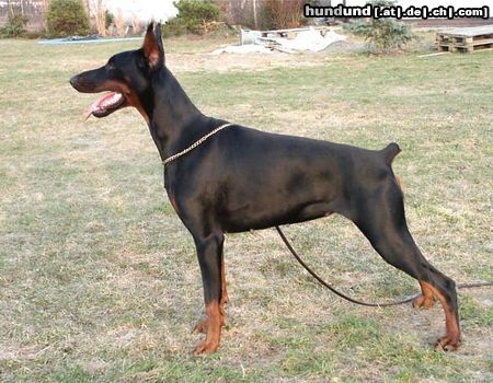 Dobermann Hunde Foto 10175 Dobermann HACIMA z Padoku 17 months old