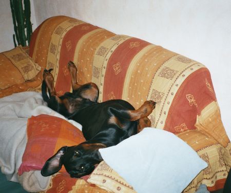 Dobermann Hunde Foto 31125 Dobermann Hawk mit Schwester Hiska