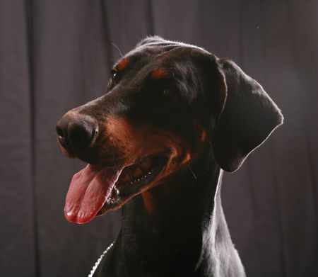 Dobermann Hunde Foto 41697 Dobermann Helena von Nemesis