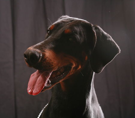 Dobermann Helena von Nemesis