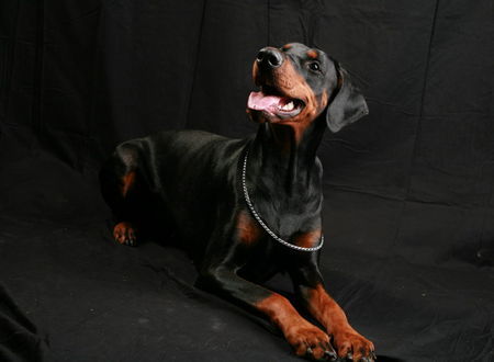 Dobermann Helena von Nemesis