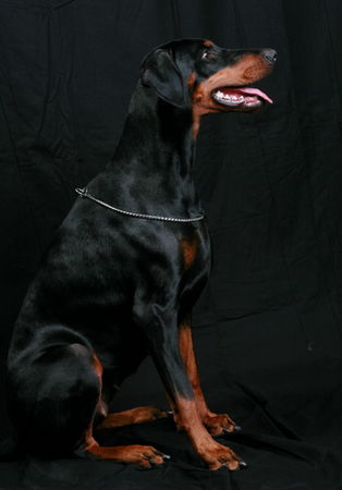 Dobermann Helena von Nemesis