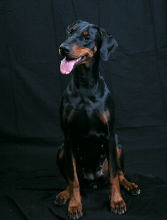 Dobermann Helena von Nemesis