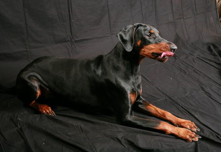 Dobermann Helena von Nemesis